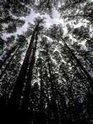 Mr. Tumnus actually prefers lamp-posts.... Mr. Tumnus actually prefers lamp-posts....